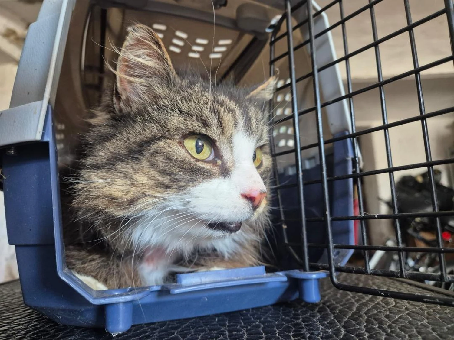 Katzenpflege von Ludmila Hofman