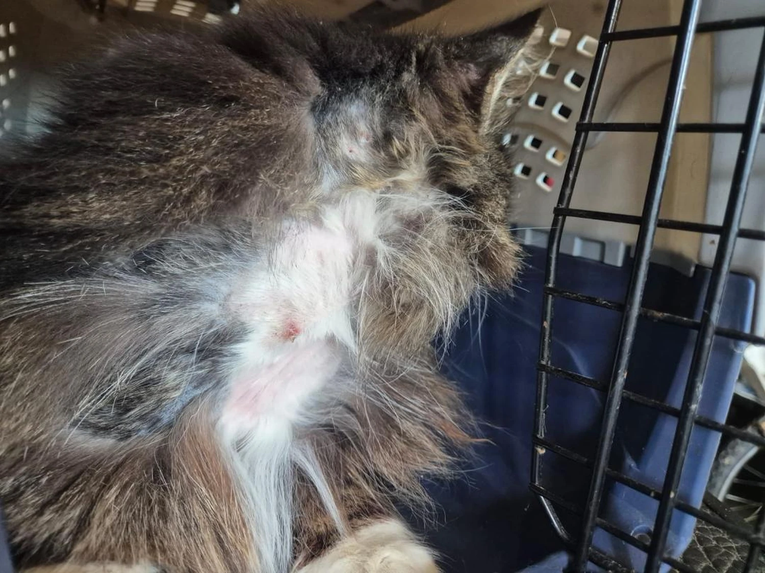 Hundepflege von Ludmila Hofman