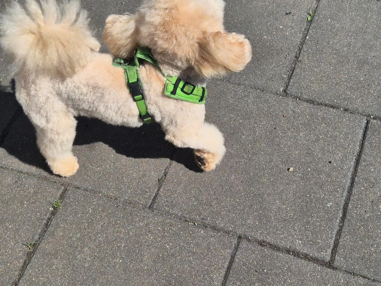 Hund von Ludmila Hofman