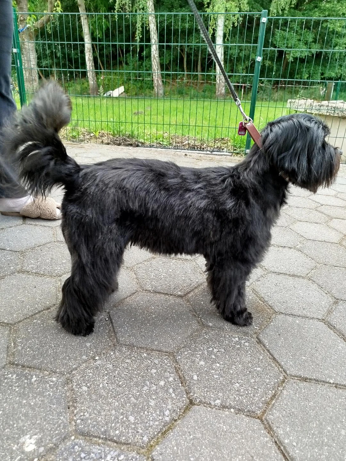 Hund von Ludmila Hofman