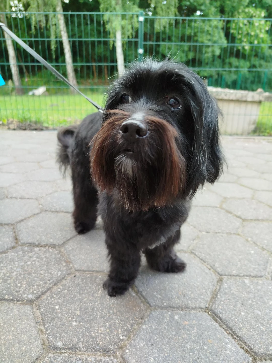 Hund von Ludmila Hofman