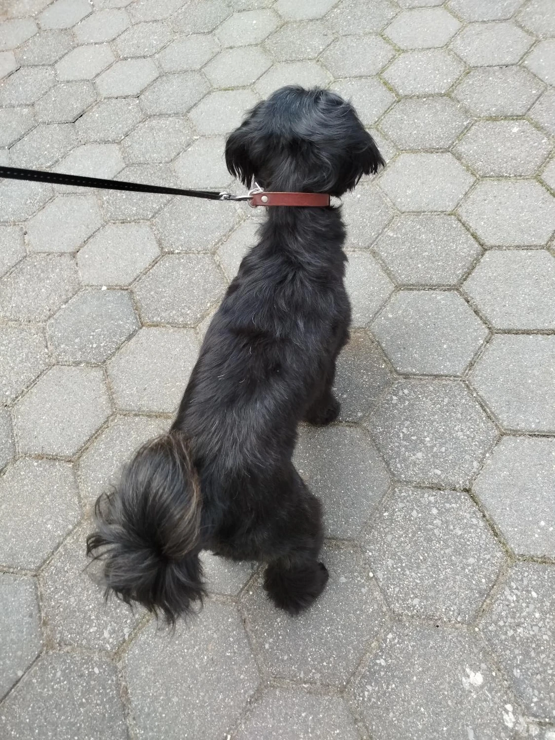 Hund von Ludmila Hofman