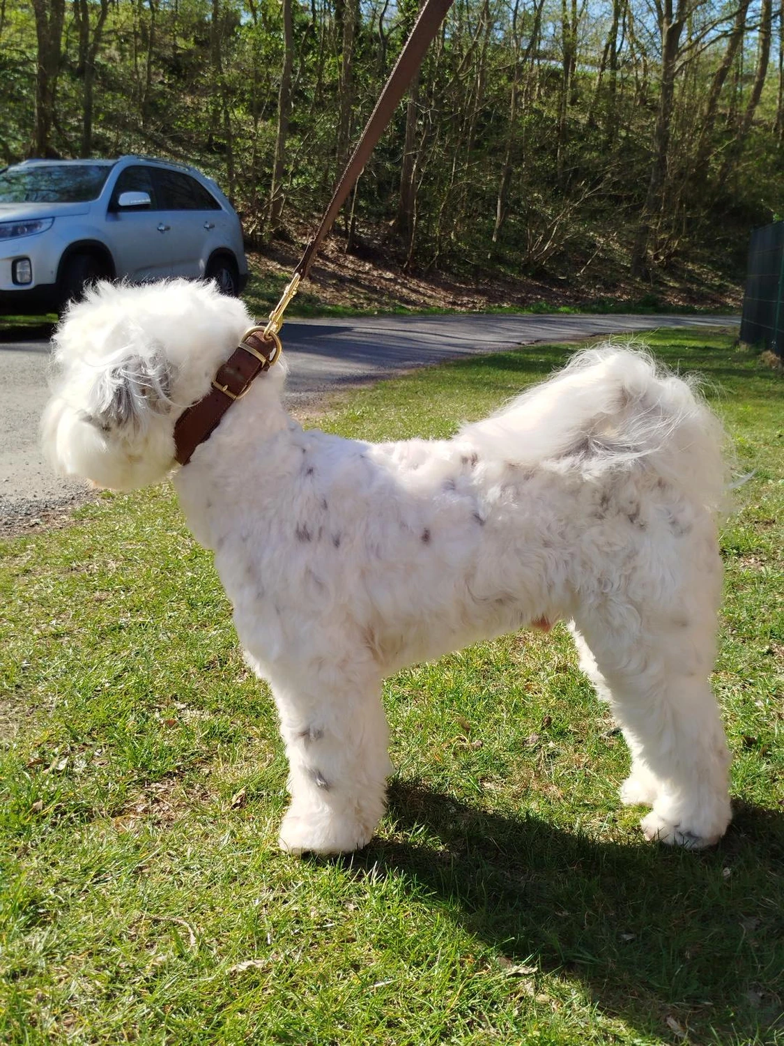 Hundepflege von Ludmila Hofman