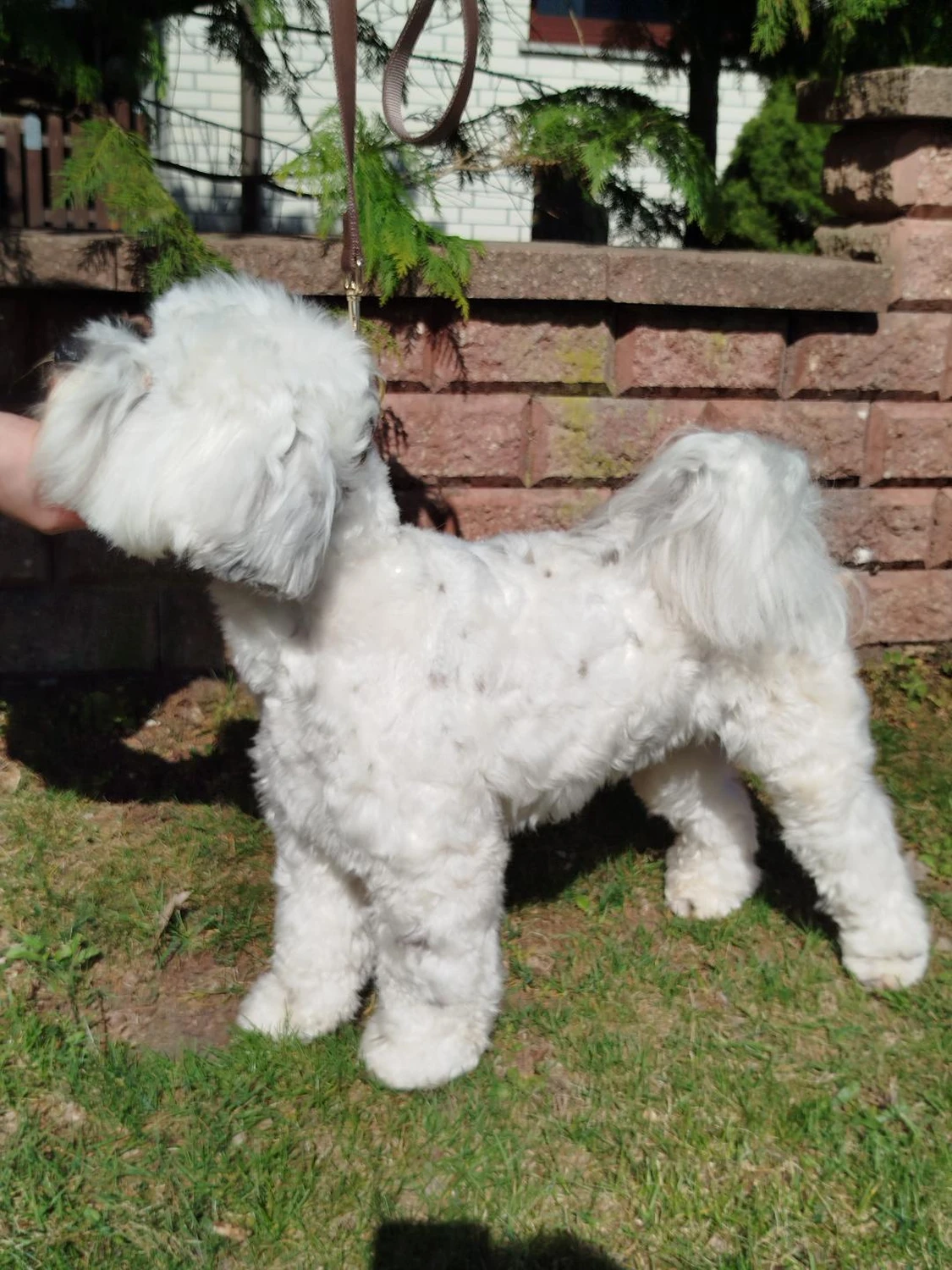 Hund von Ludmila Hofman