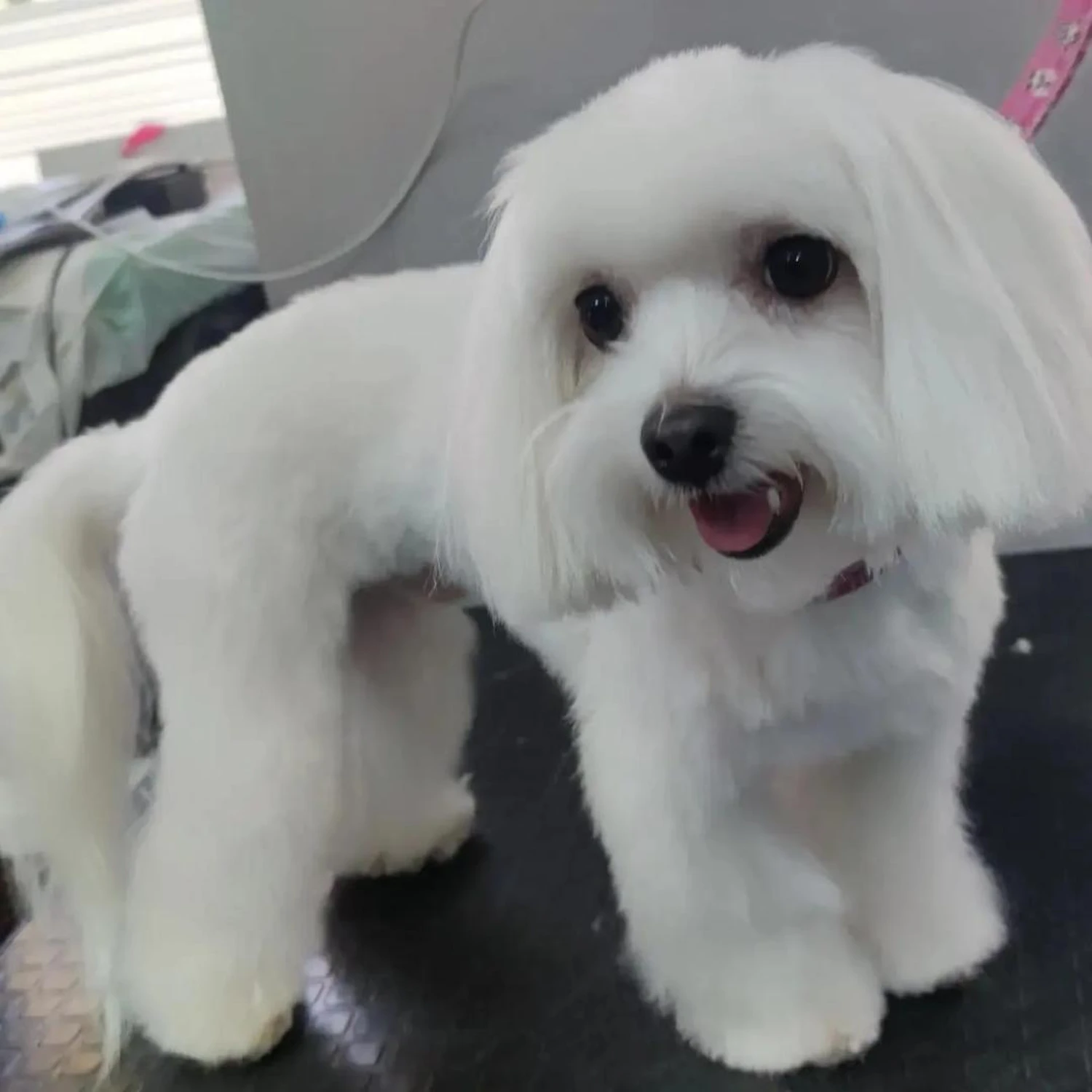 Hund von Ludmila Hofman