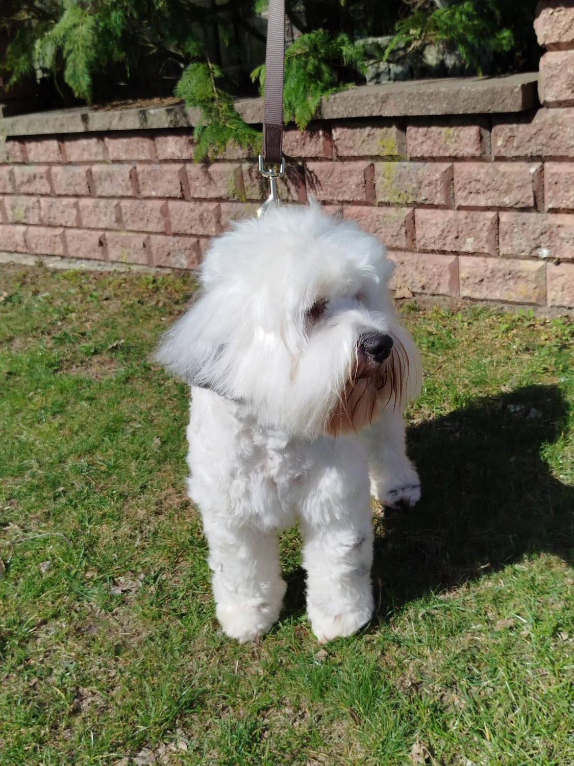 Hund von Ludmila Hofman