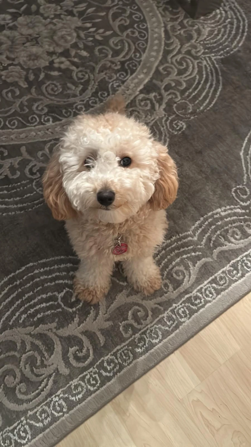 Hund von Ludmila Hofman