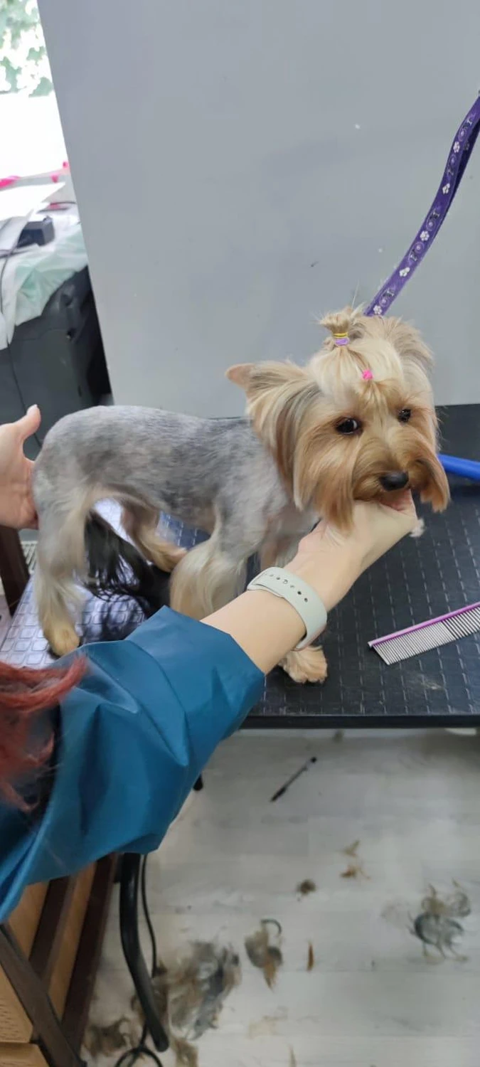 Hundepflege von Ludmila Hofman