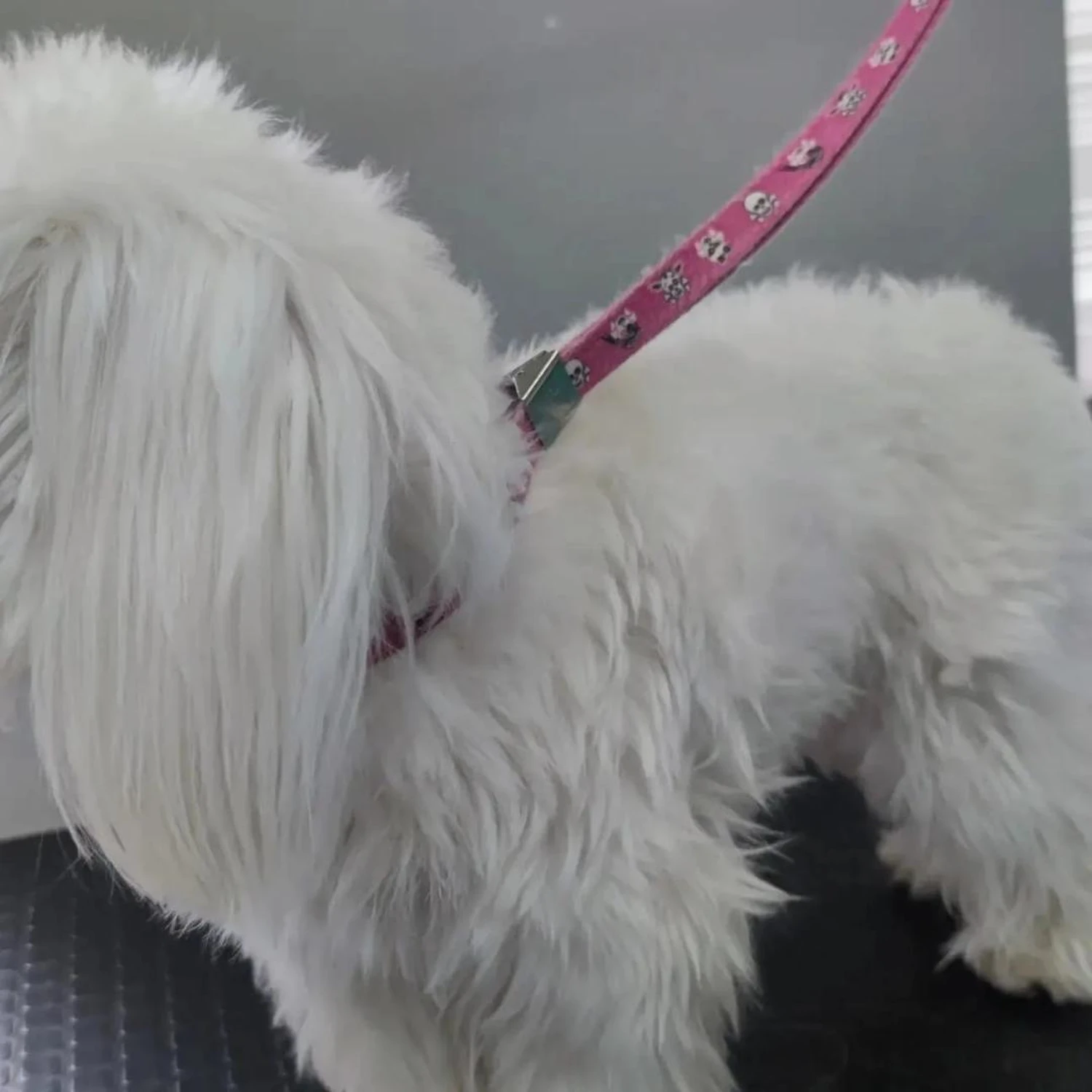 Hundepflege von Ludmila Hofman