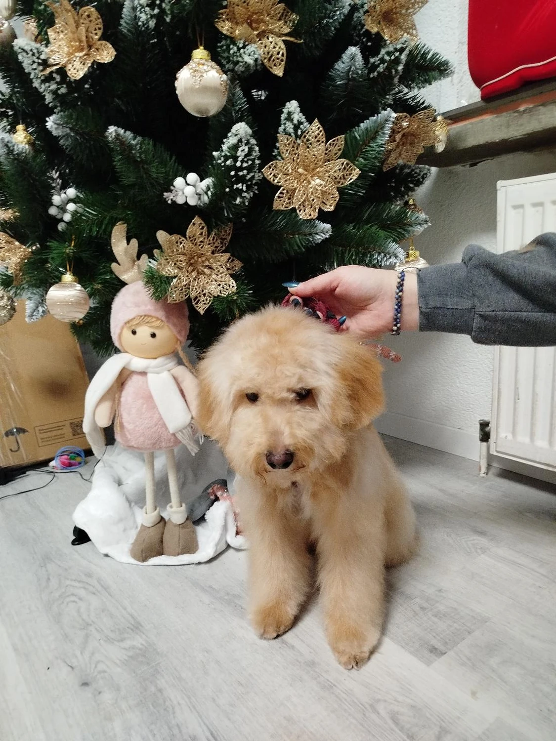 Hund von Ludmila Hofman