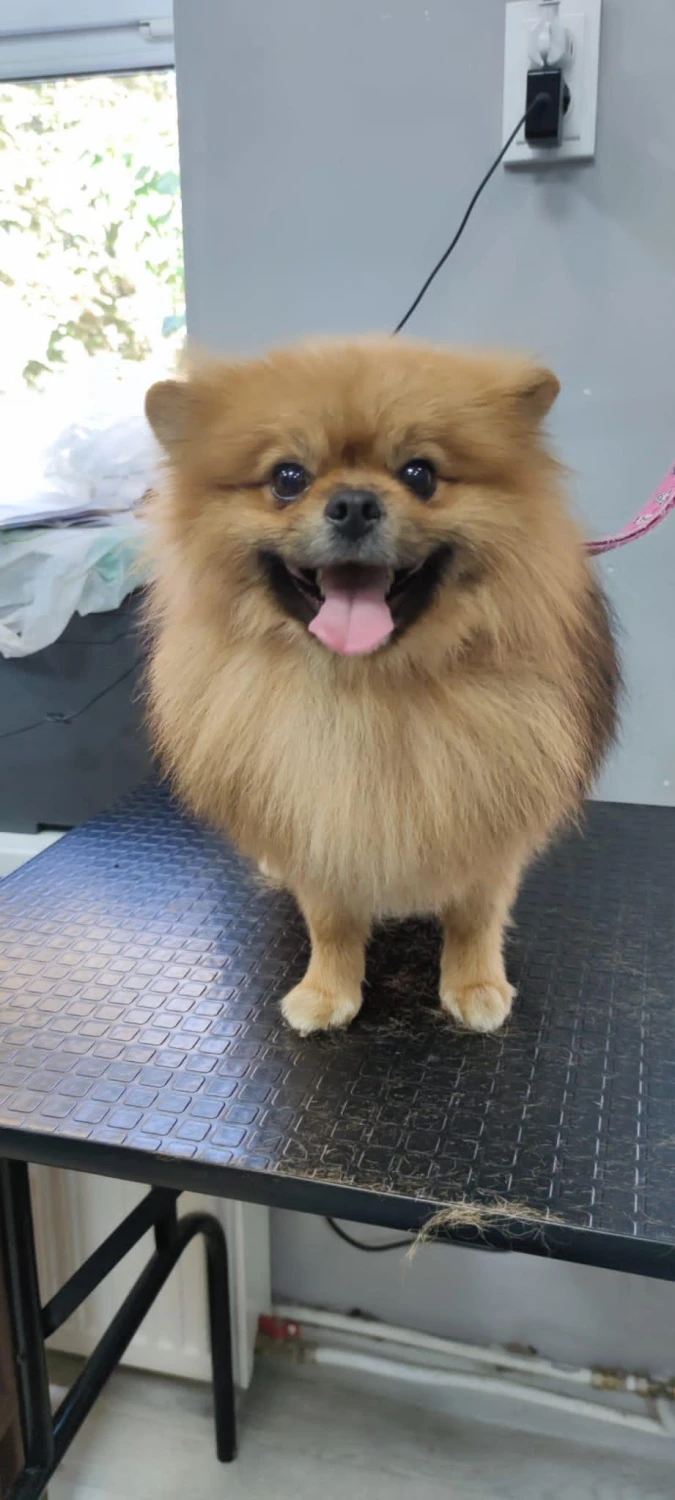 Hundepflege von Ludmila Hofman