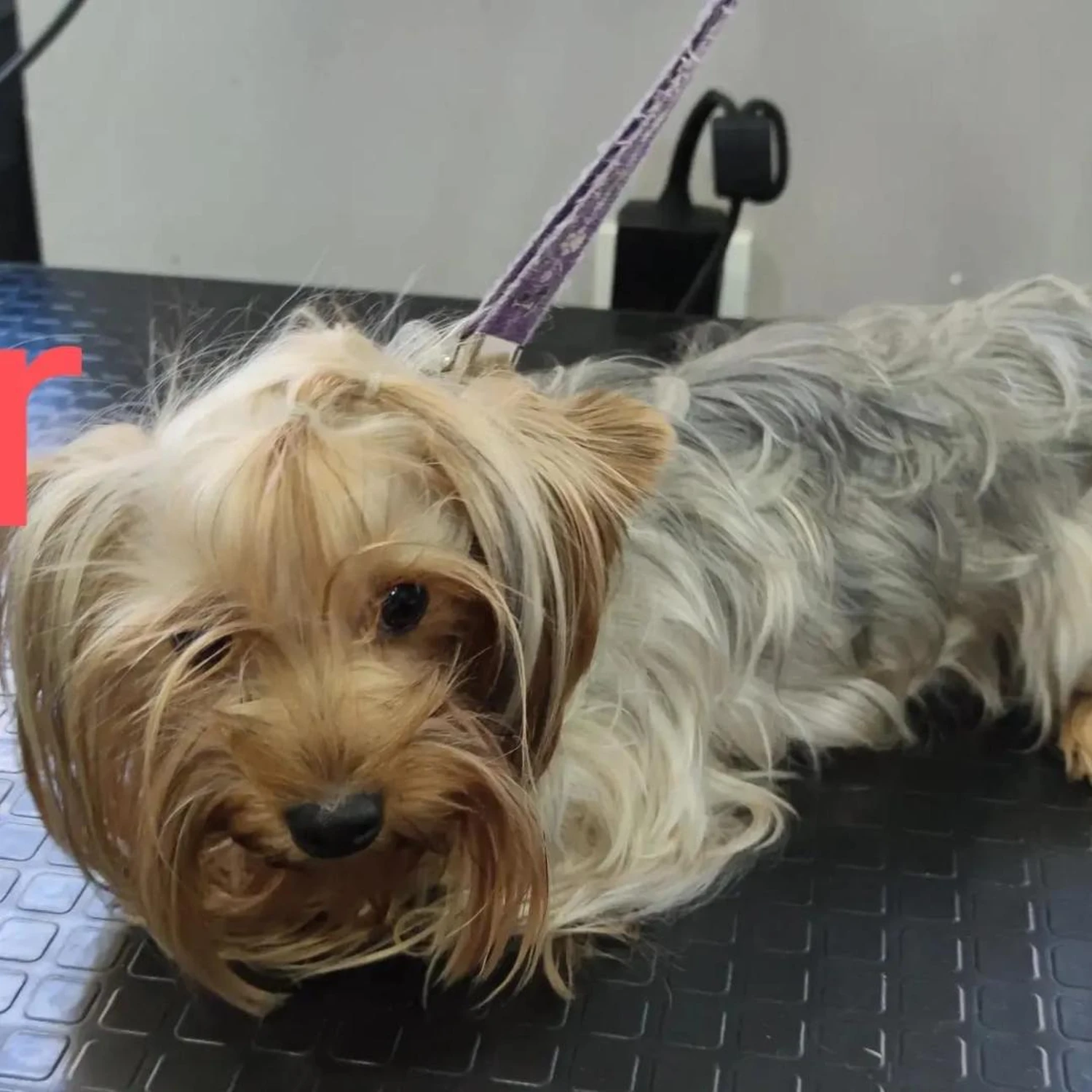 Hundepflege von Ludmila Hofman