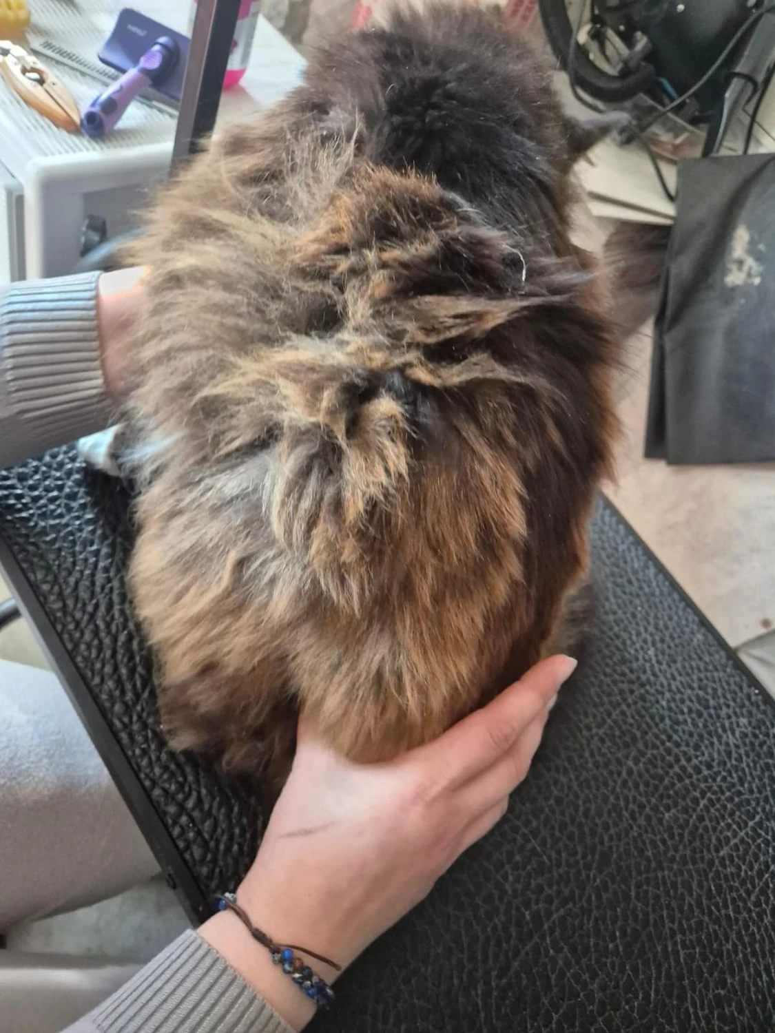 Hundepflege von Ludmila Hofman