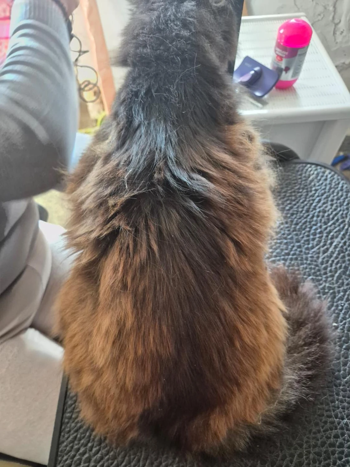 Katzenpflege von Ludmila Hofman