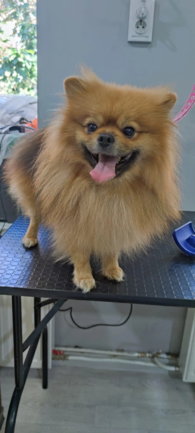 Hundepflege von Ludmila Hofman