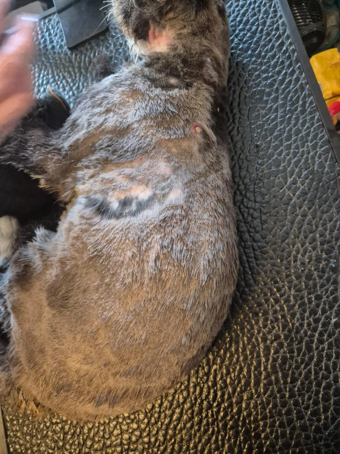 Katzenpflege von Ludmila Hofman