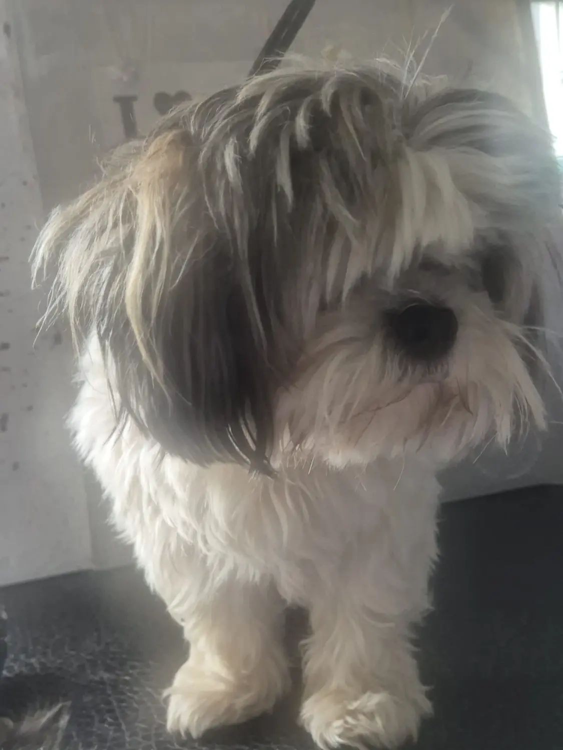 Hundepflege von Ludmila Hofman