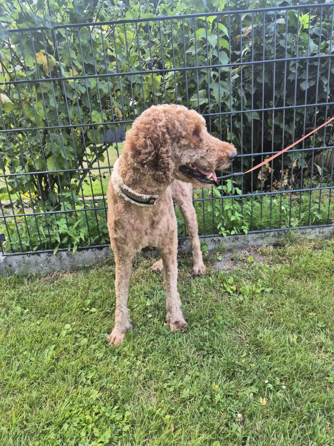 Hundepflege von Ludmila Hofman