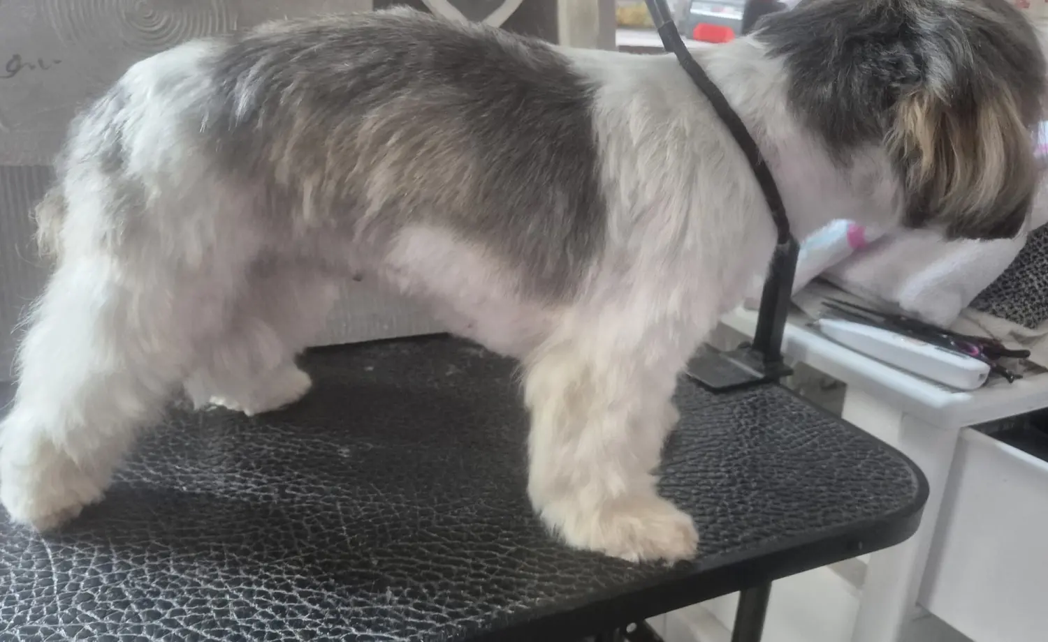 Hund von Ludmila Hofman