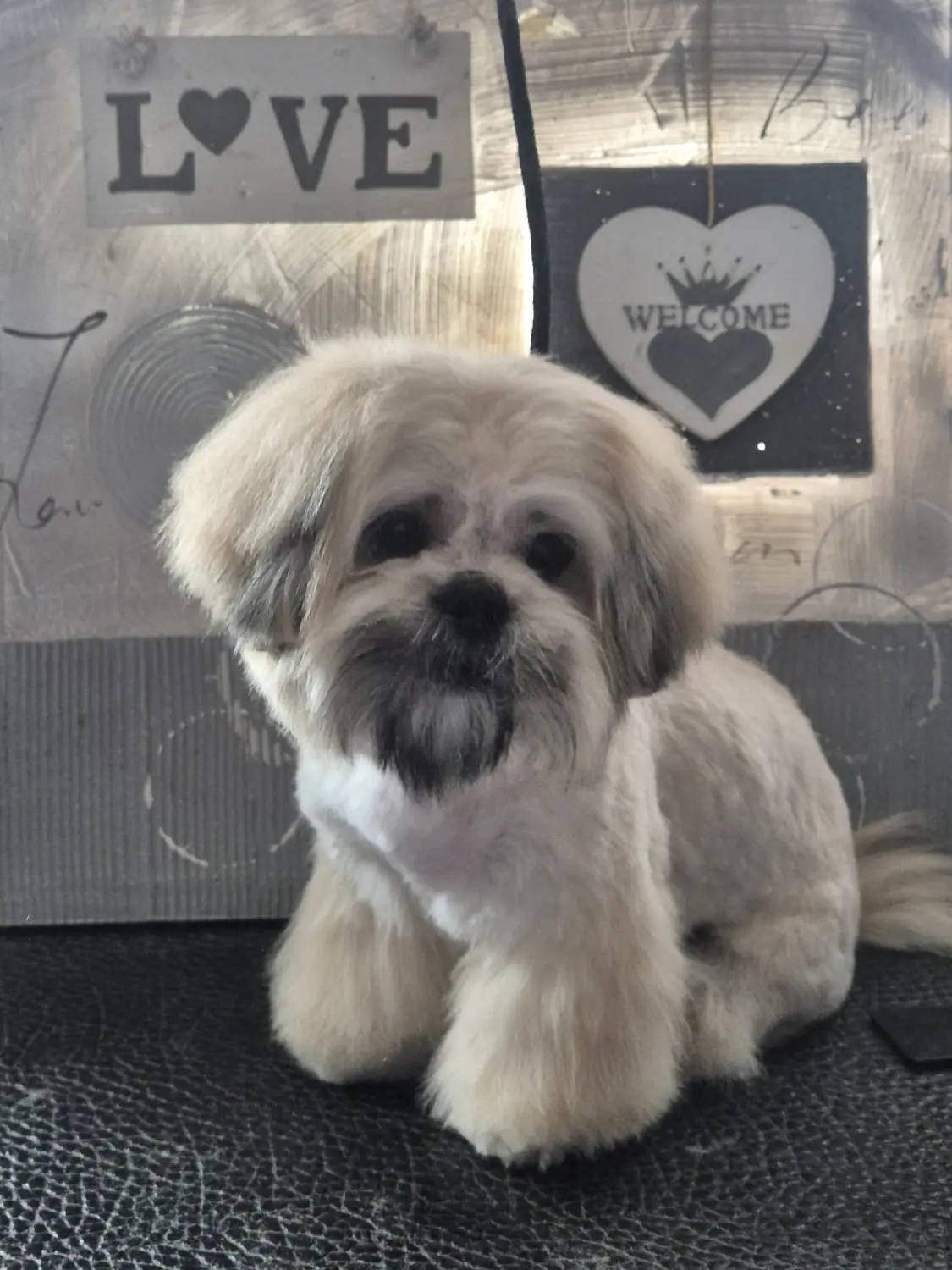 Hundepflege von Ludmila Hofman