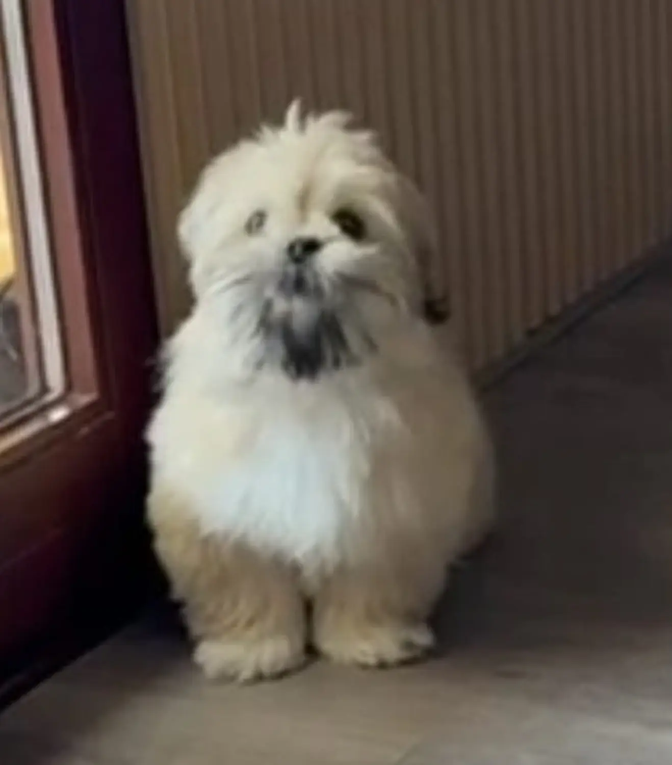 Hund von Ludmila Hofman