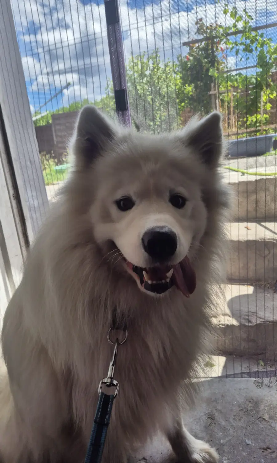 Hund von Ludmila Hofman