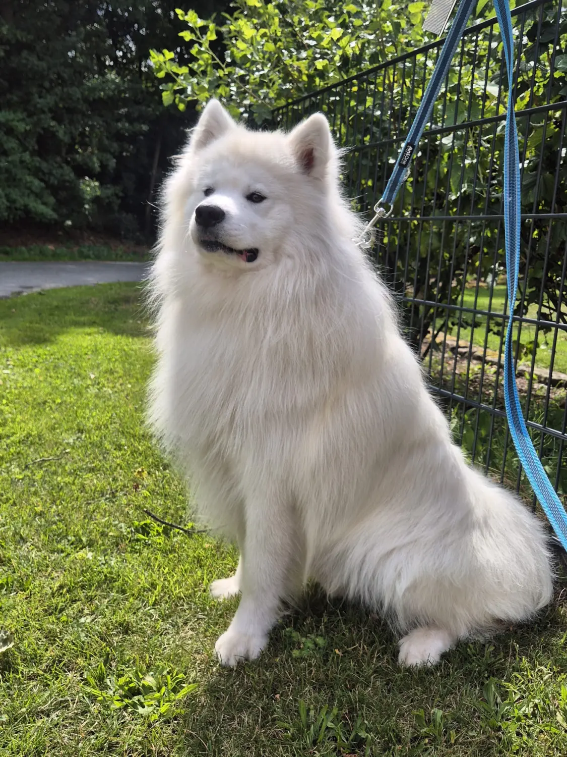 Hund von Ludmila Hofman